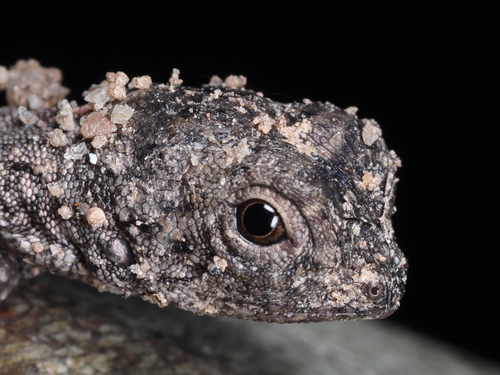 Common Gliding Lizard, Draco sumatranus