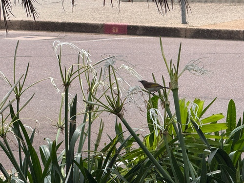 Rufous-banded Honeyeater (Conopophila albogularis)