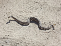 Crotalus mitchellii