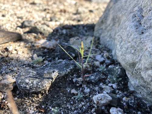 iNaturalist observation photo of Jones' Linanthus