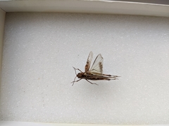 Oedaleus abruptus