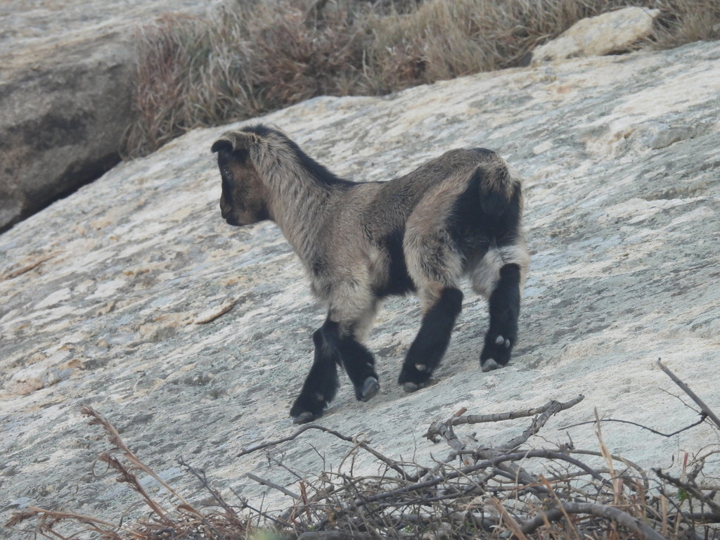 February Goat Domestic Goat from Lienkiang (Matsu Islands), TW-FK, TW on February 4 ...