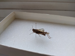 Oedaleus abruptus