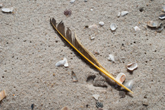 Colaptes auratus auratus