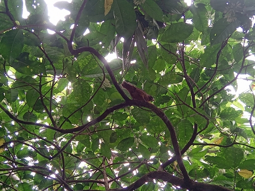 Principe Seedeater (Crithagra rufobrunnea), photo 8