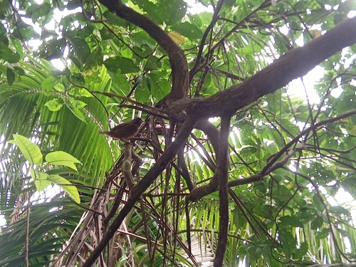 Principe Seedeater (Crithagra rufobrunnea), photo 9