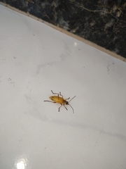 Chauliognathus flavipes