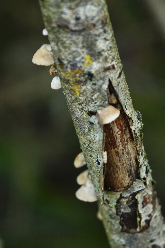 Crepidotus cesatii · February 2026 · photo: © cryptomarasmius (iNaturalist, cc-by)