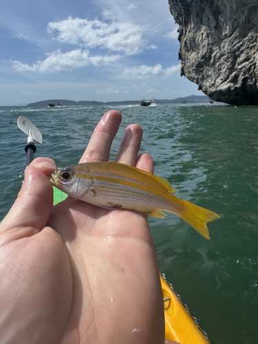 Bigeye sea perch (Lutjanus lutjanus) — Lutjanidae — 2