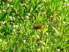 Junonia neildi varia
