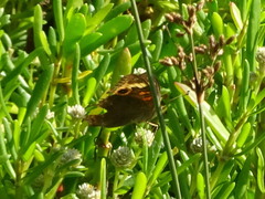 Junonia neildi varia