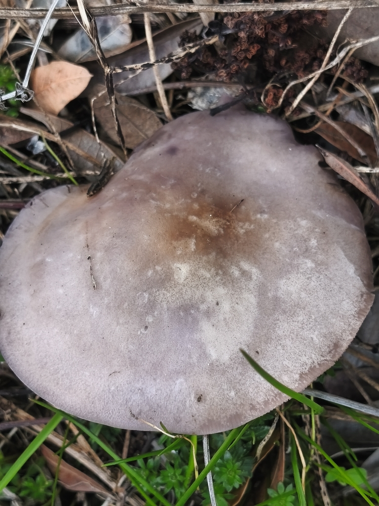 Collybia sordida · February 2026 · photo: © mycototor (iNaturalist, cc-by)