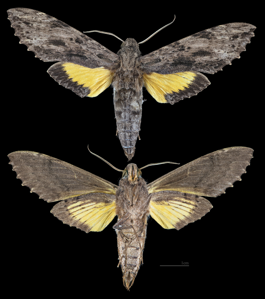 Isognathus leachii