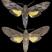 Isognathus leachii - Photo (c) Didier Descouens, alguns direitos reservados (CC BY-SA)