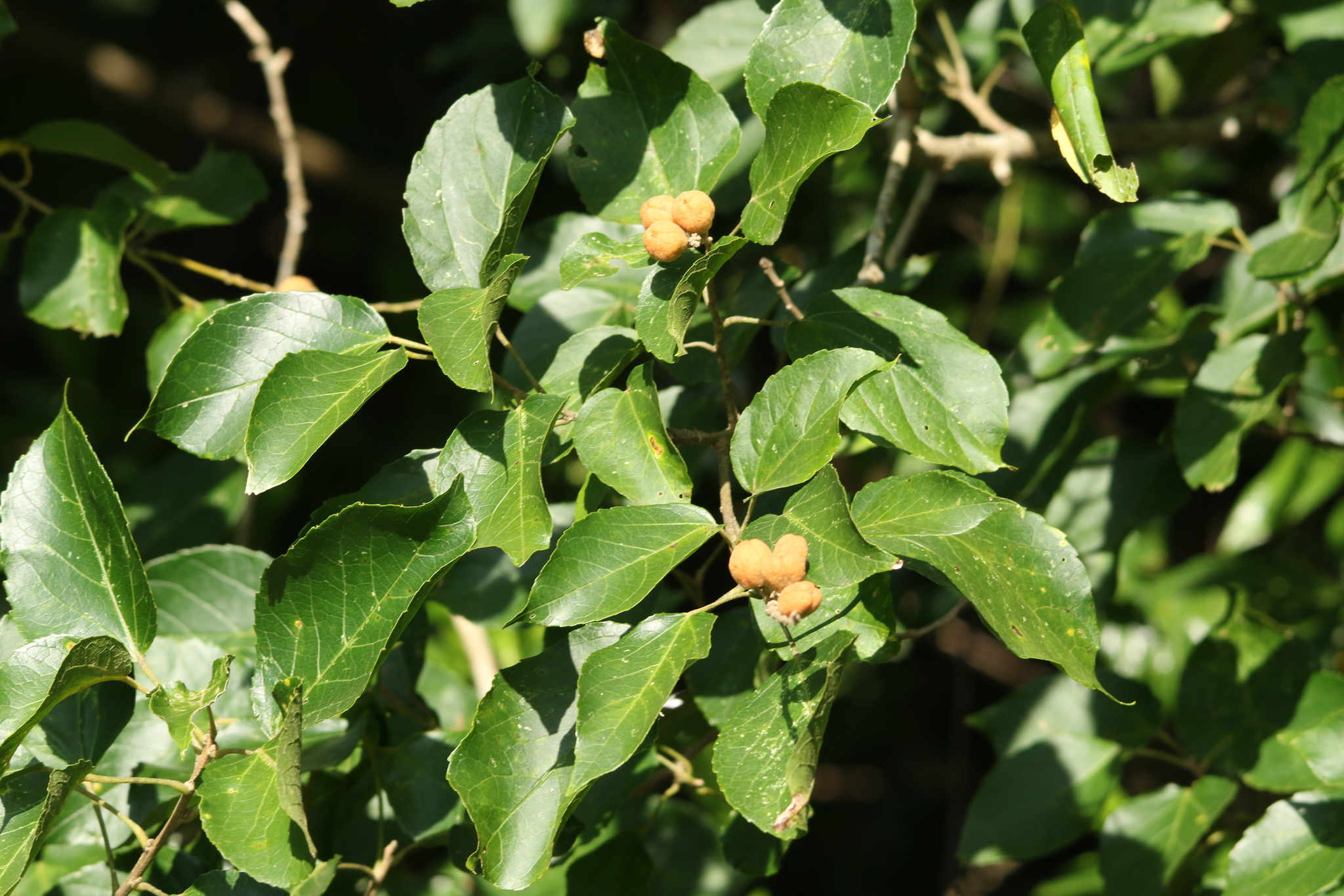 Imagem de Croton sylvaticus