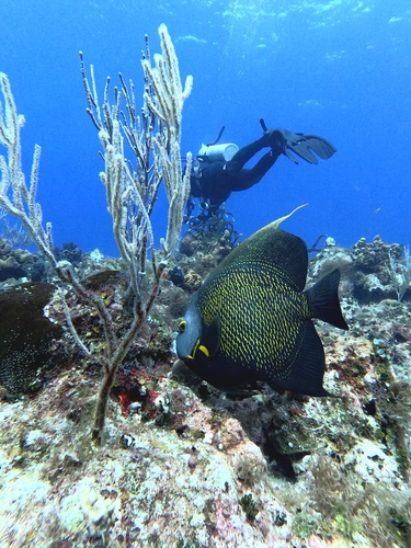 Pomacanthus paru
