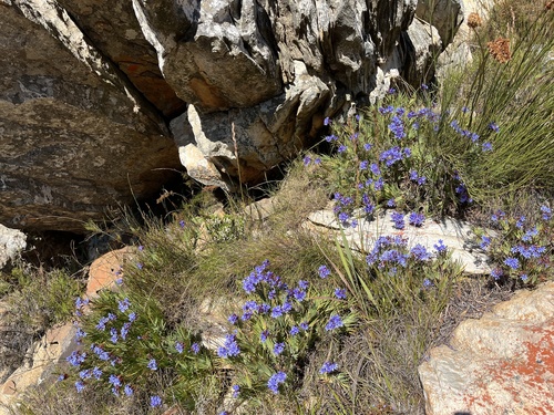 Swartberg Bushiris (Nivenia binata)