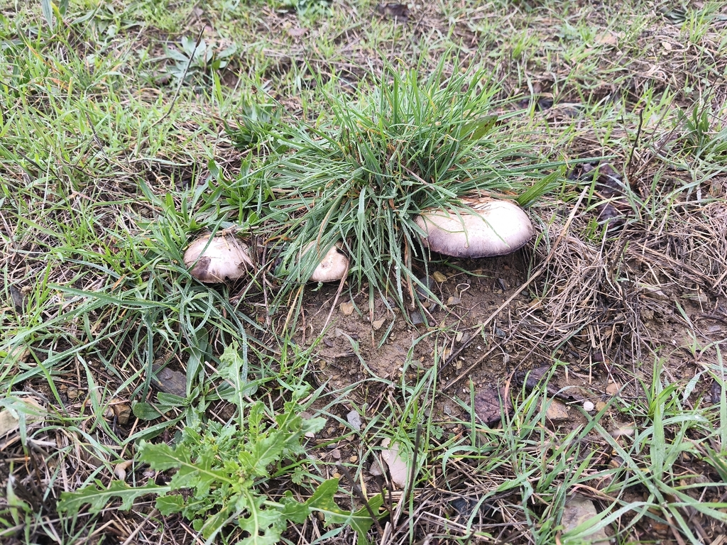 Agaricus campestris · February 2026 · photo: © mycototor (iNaturalist, cc-by)