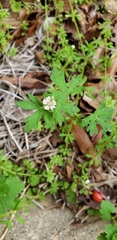 Geranium carolinianum
