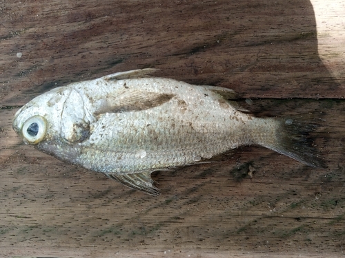 Bigeye Grunt
