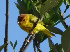 Setophaga petechia bryanti