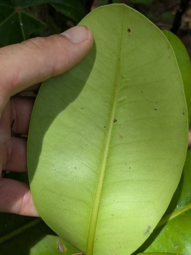 Mammea odorata observed 2026-02-01