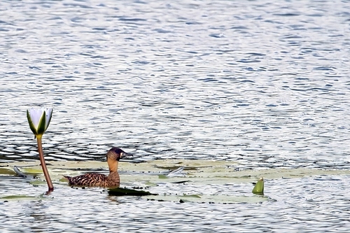 White-backed Duck (Thalassornis leuconotus), photo 5