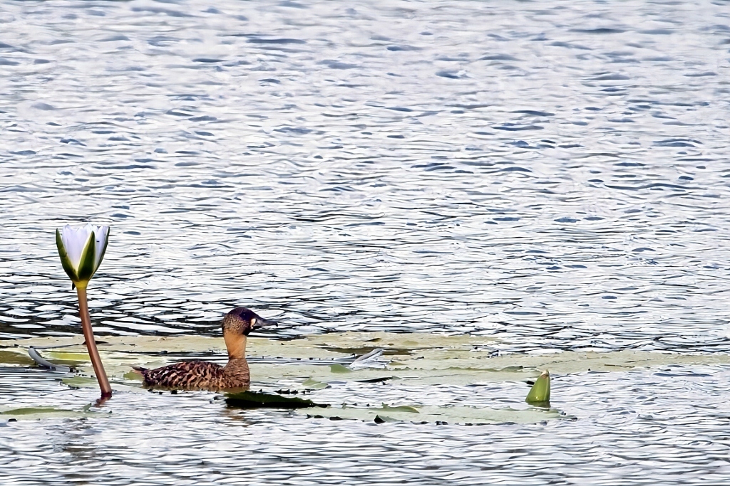 White-backed Duck (Thalassornis leuconotus), photo 6