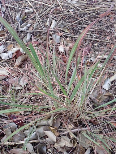 Cymbopogon citratus, photograph 6