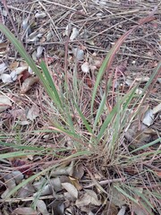 Cymbopogon citratus, photograph (c) Loopy30, some rights reserved (CC BY-SA)
