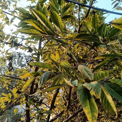 Sweetsop