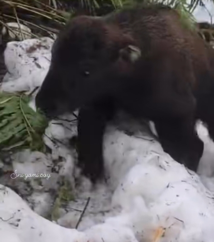 Mishmi Takin