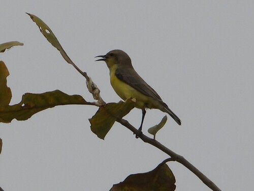 Pygmy Sunbird