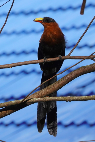 Zanclostomus calyorhynchus