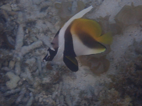 Heniochus monoceros