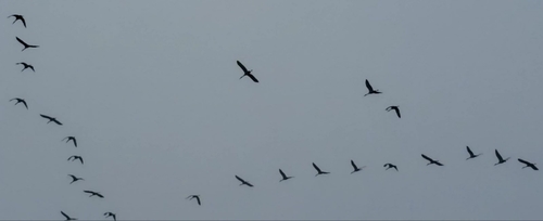 Sandhill Crane photographed in Alabama