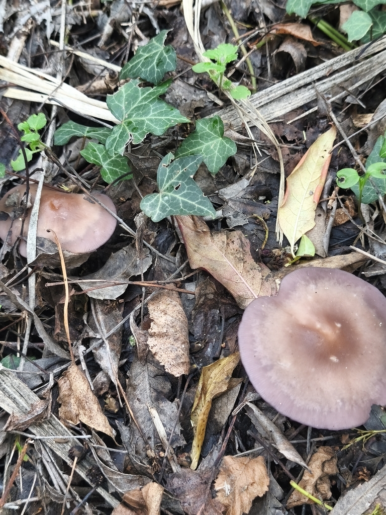 Collybia sordida · February 2026 · photo: © mycototor (iNaturalist, cc-by)