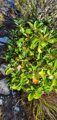 Brachyglottis buchananii