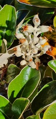 Brachyglottis buchananii