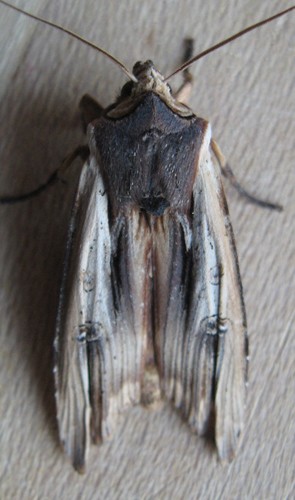 American Swordgrass Moth photo 3