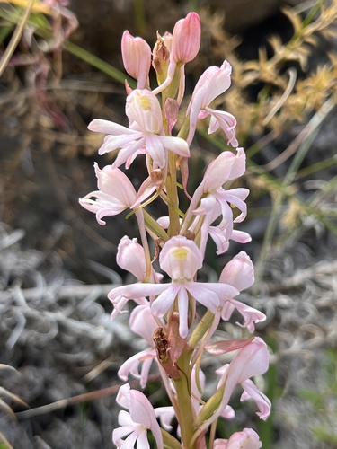 Pale Satyre (Satyrium pallens)