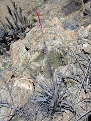 Tillandsia geissei