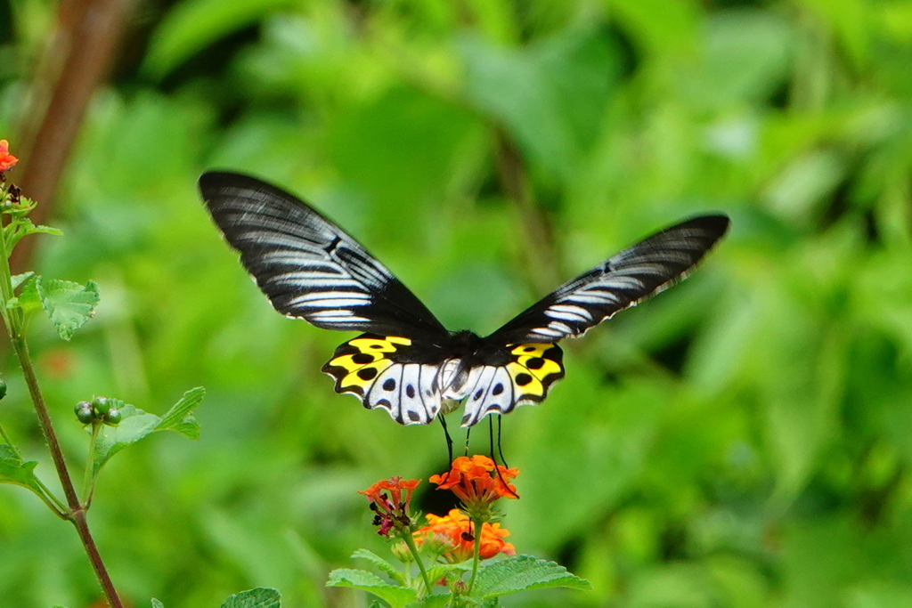 Rippon’s Birdwing (Troides hypolitus)