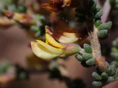 Red Capegorse (Aspalathus rubens)