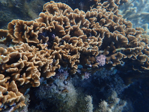 Pavona frondifera observed 2026-02-04