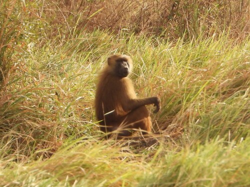 Guinea Baboon