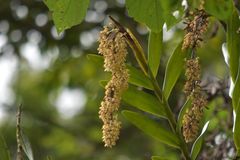 Epidendrum ruizianum