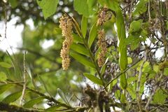 Epidendrum ruizianum