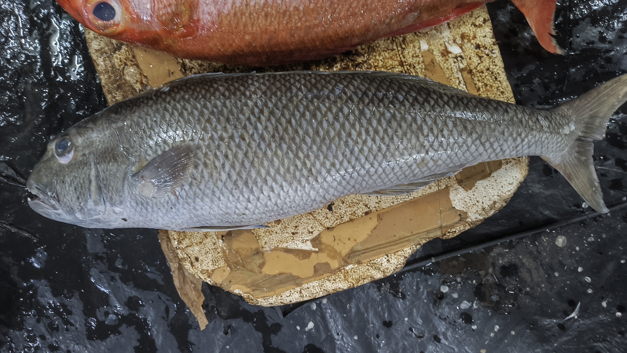 Blue-green Snapper Fish