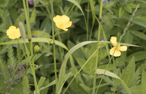 Ranunculus polyanthemos (Ranunculus polyanthemos)
